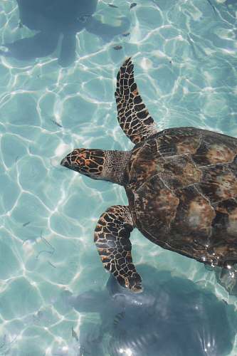 sea life brown and gray turtle in body of water turtle